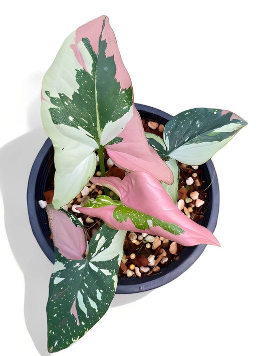 Rare Syngonium Tricolor