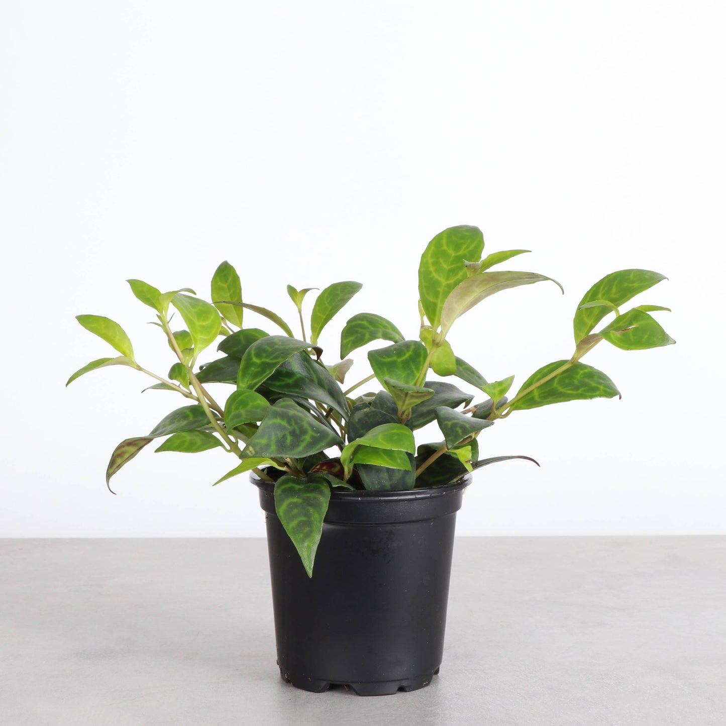 Lipstick 'Black Pagoda' Plant