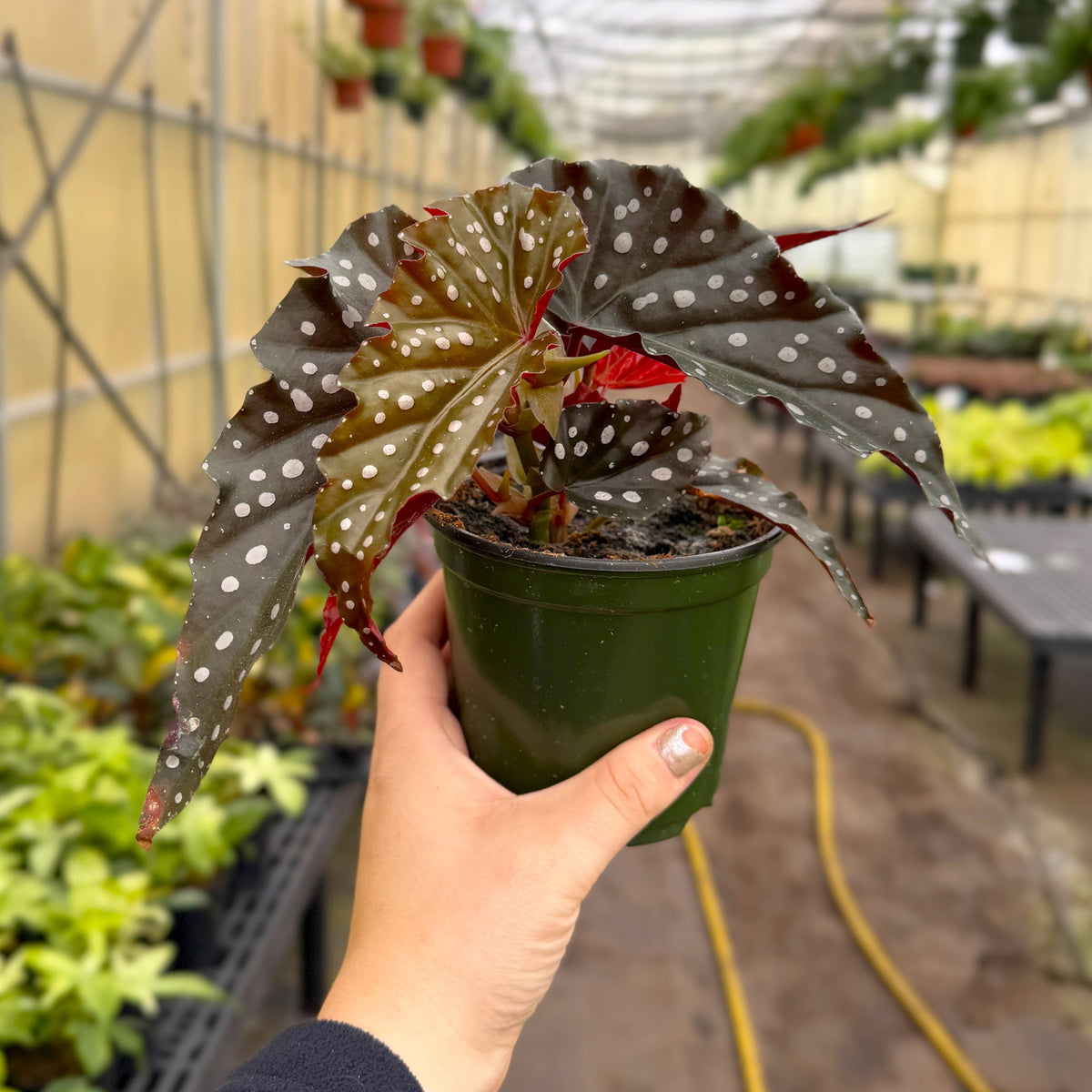 Begonia Maculata - Polka Dot Plant