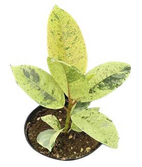 Ficus Shivereana Moonshine
