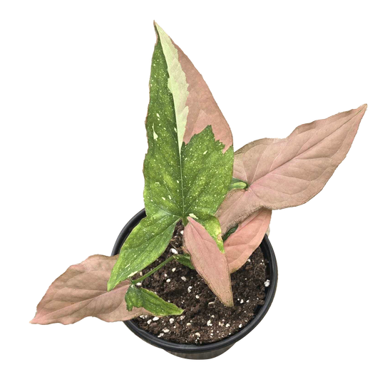 Syngonium Tricolor