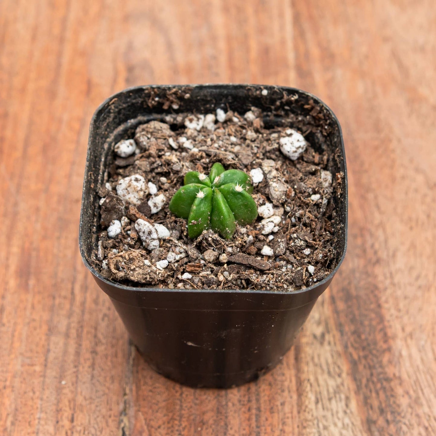 Assorted Cacti (Various Species)