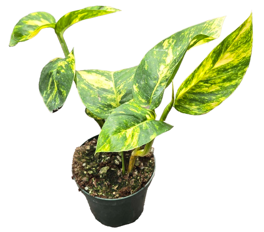 Golden Flame pothos