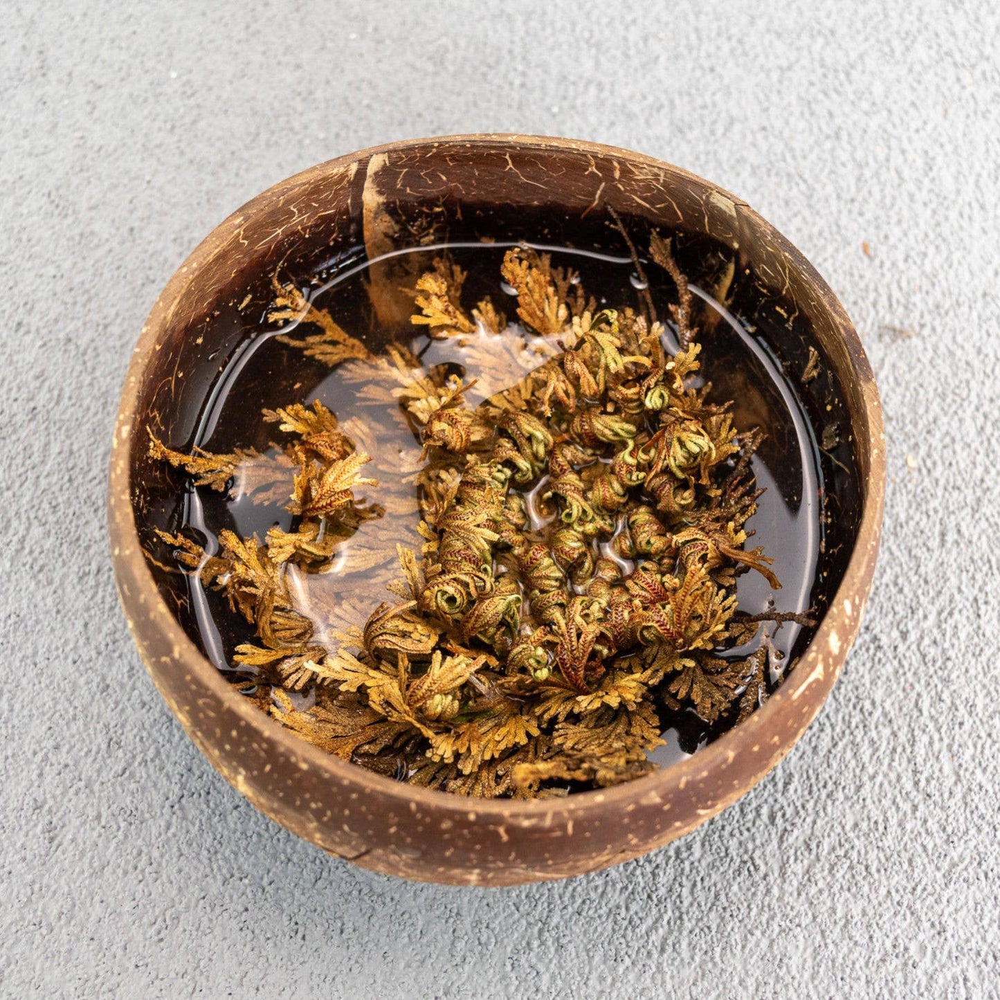 Rose of Jericho Flower