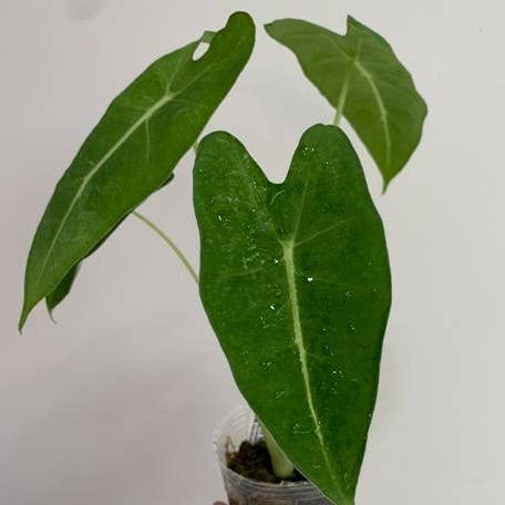 Alocasia micholitziana Variegated 'Mint'