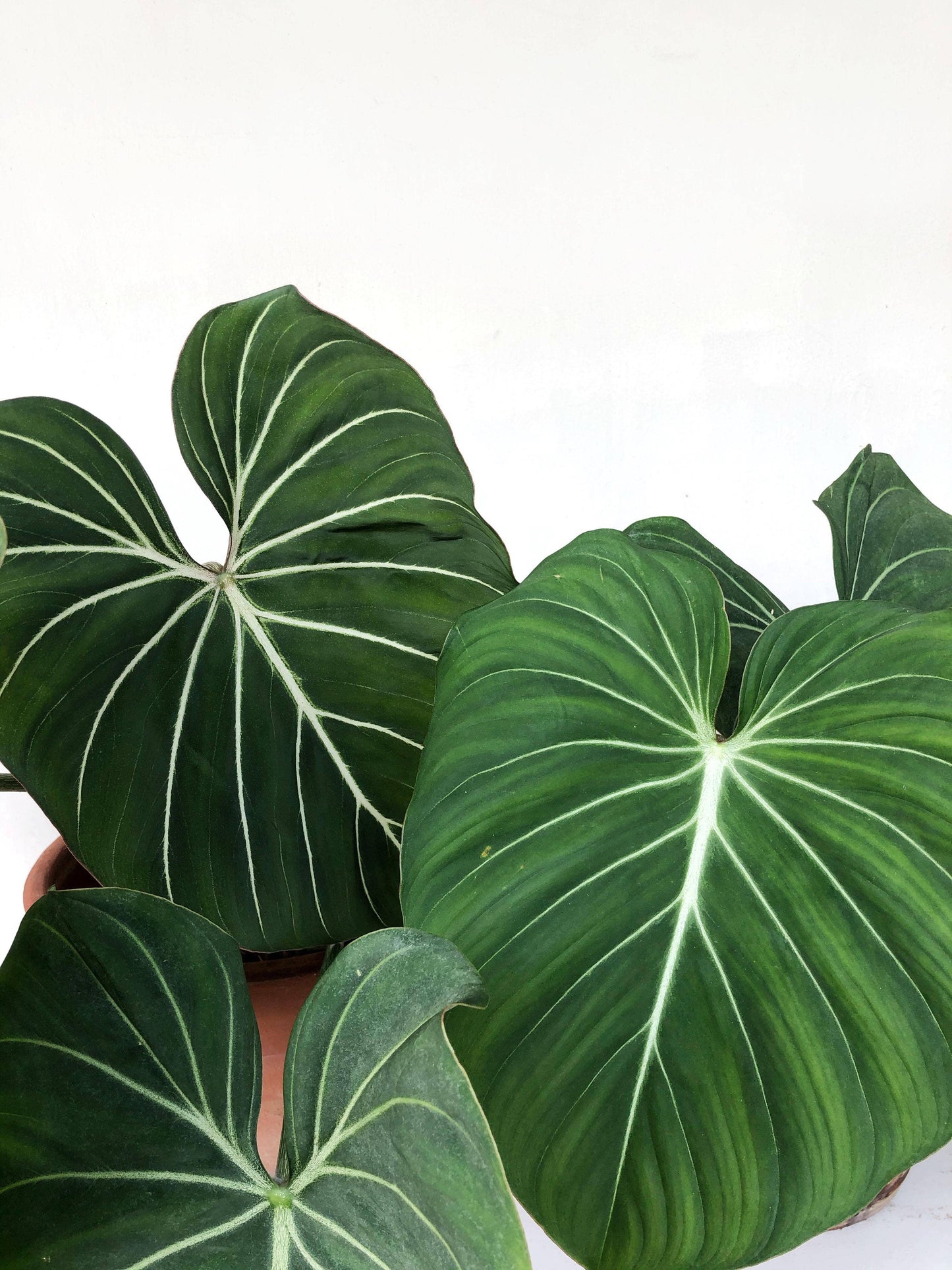 Philodendron Gloriosum Dark Form