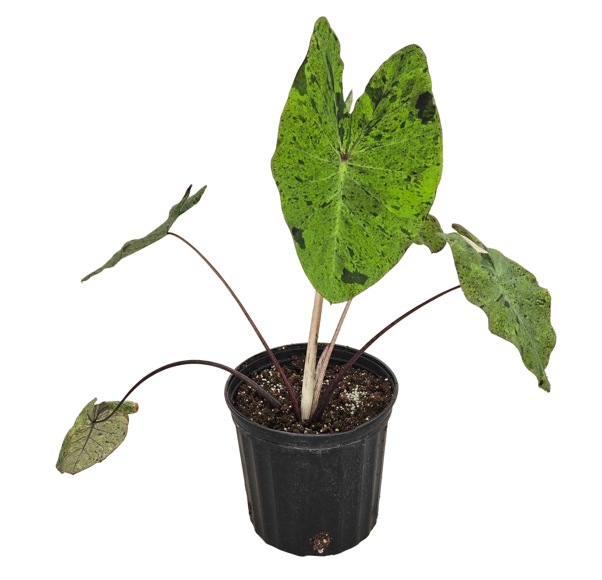 Colocasia Esculenta Mojito