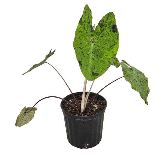 Colocasia Esculenta Mojito