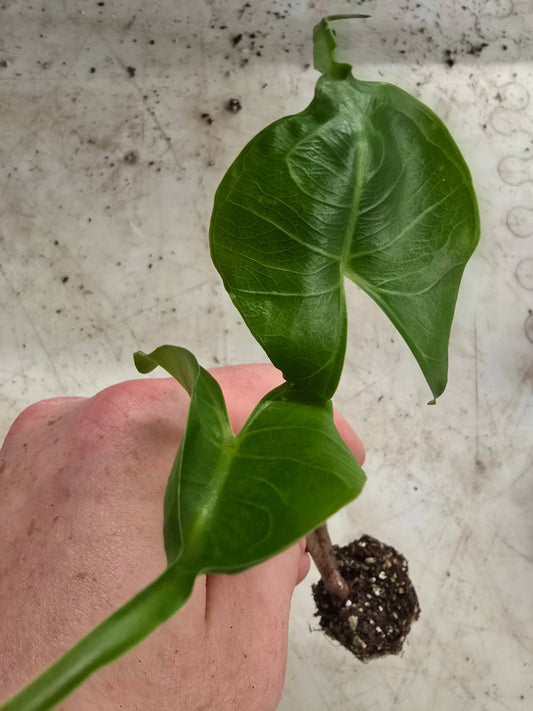 Alocasia Stingray