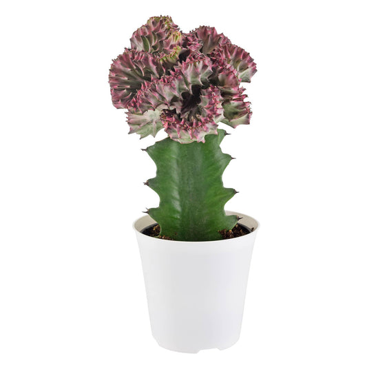Mermaid Tail Light Purple Cactus