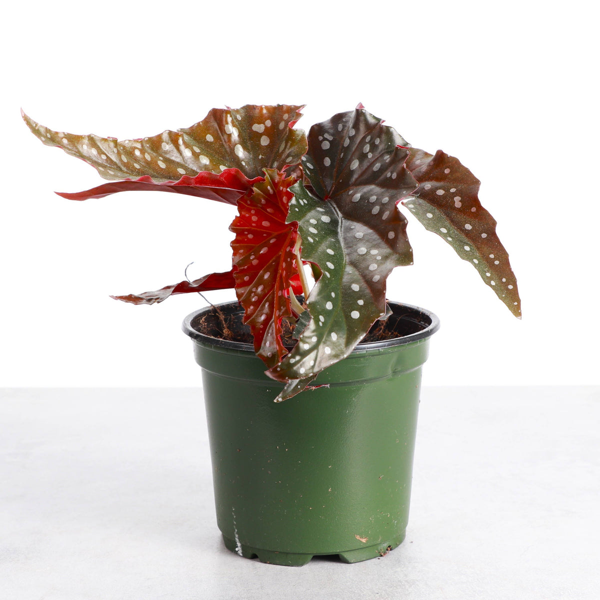 Begonia Maculata - Polka Dot Plant