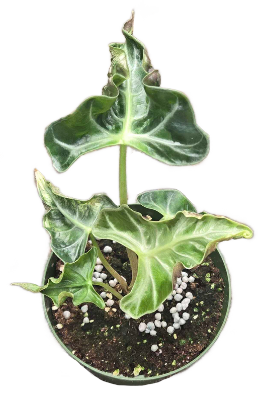 Alocasia Loco