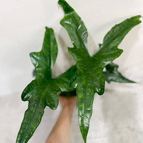 Alocasia nycteris batwing