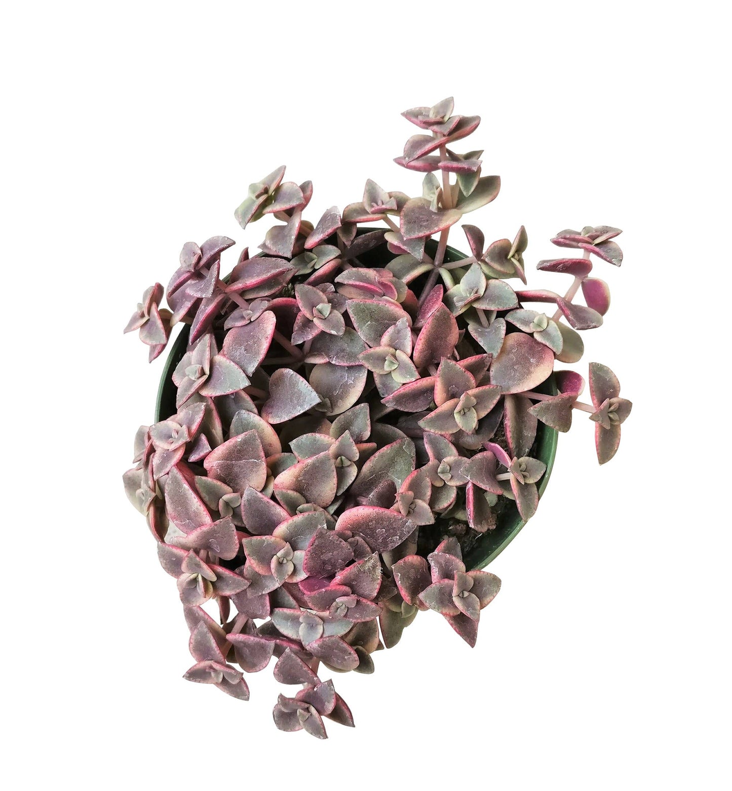 Calico Kitten Crassula pellucida f. variegata