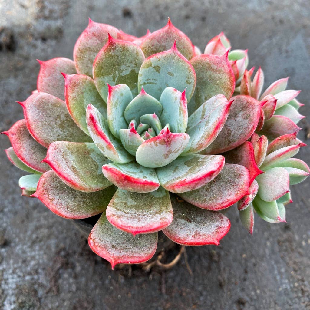 Echeveria laulensis