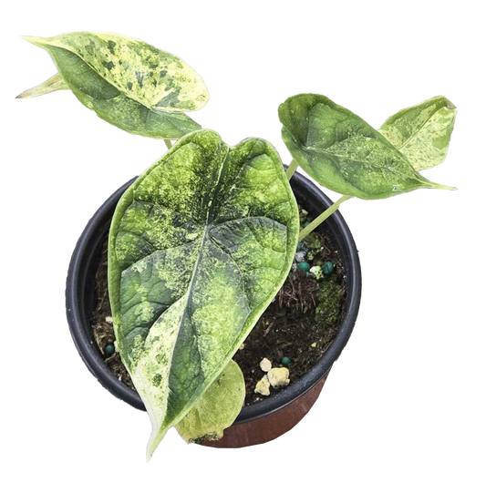 Alocasia Dragon Scale Mint Variegated
