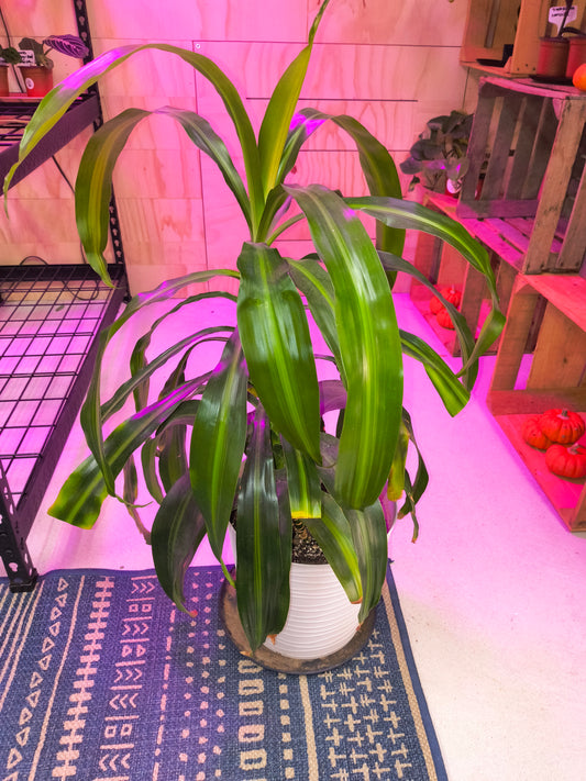 Corn Plant