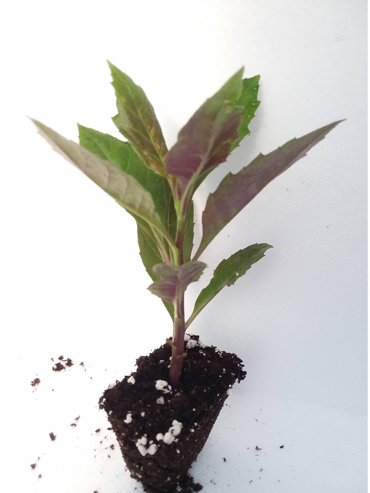 Gynura Bicolor Okinawan Spinach