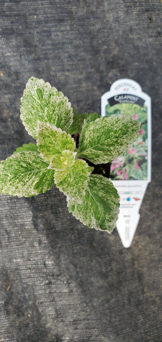 Calamintha Variegata