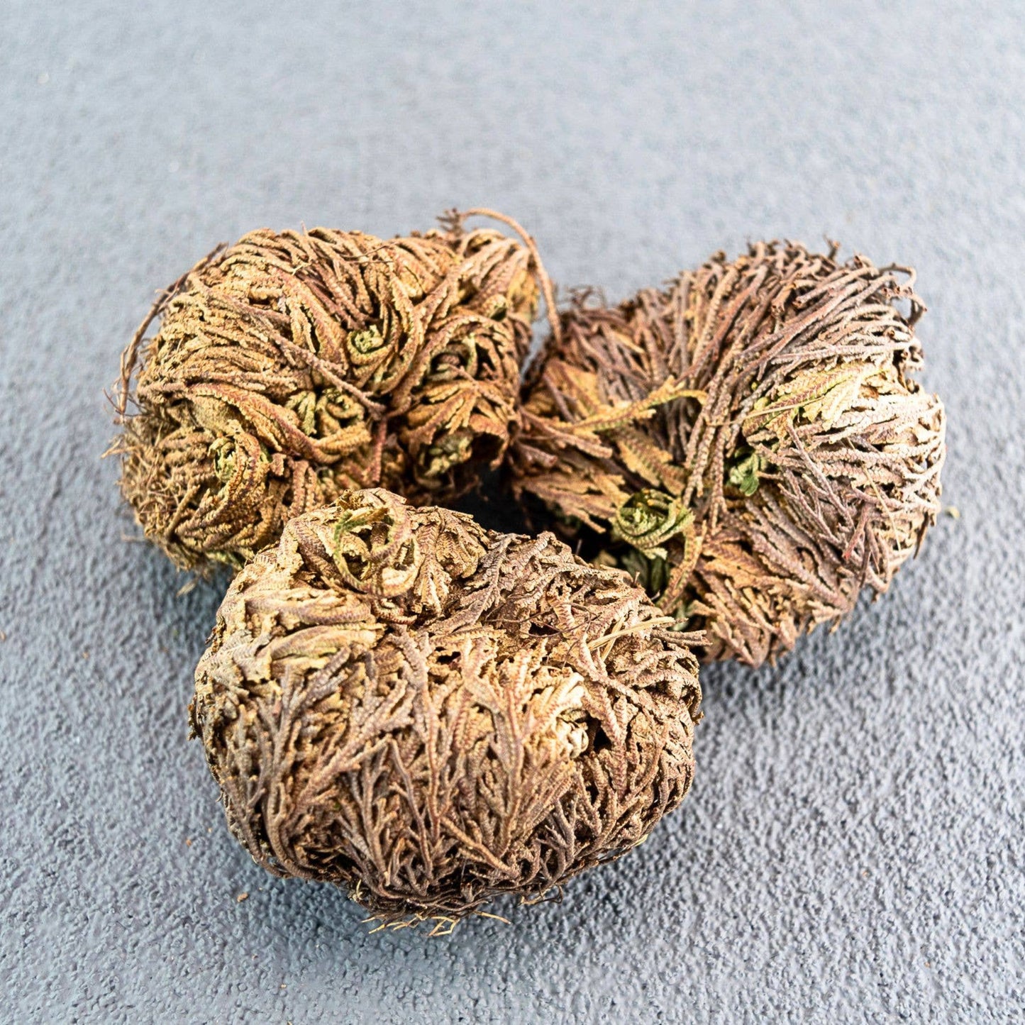 Rose of Jericho Flower