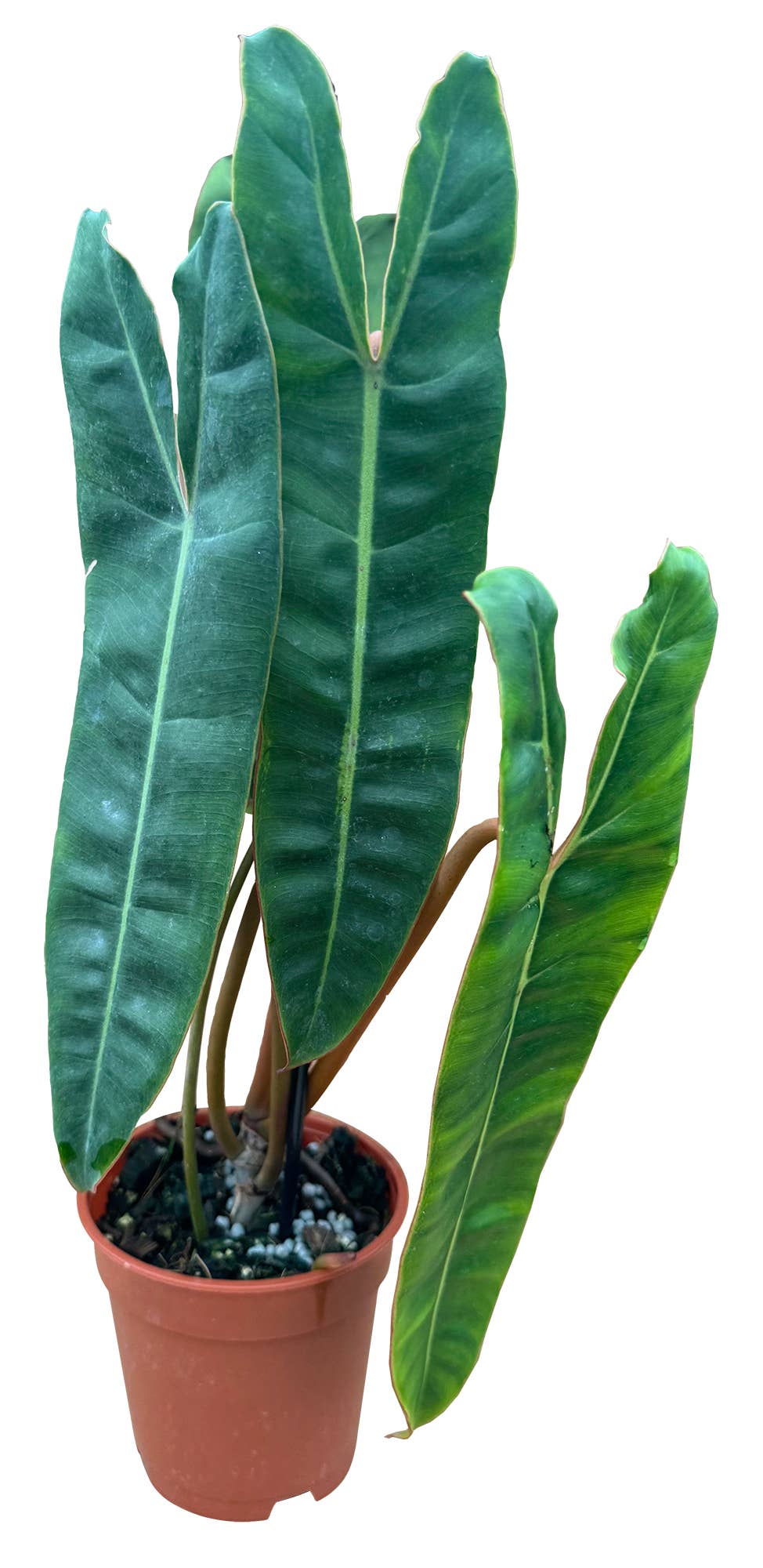 Philodendron Billitiae Green