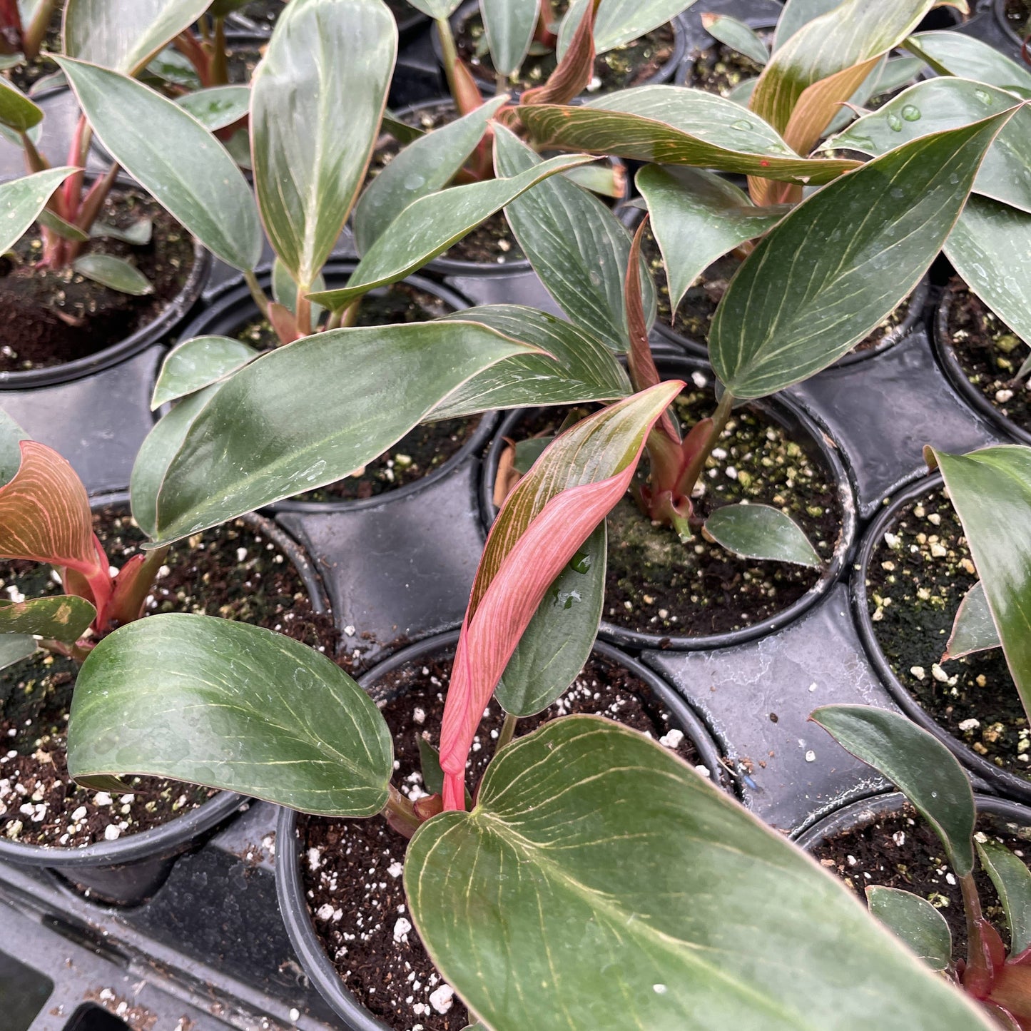 Pink Philodendron Birkin