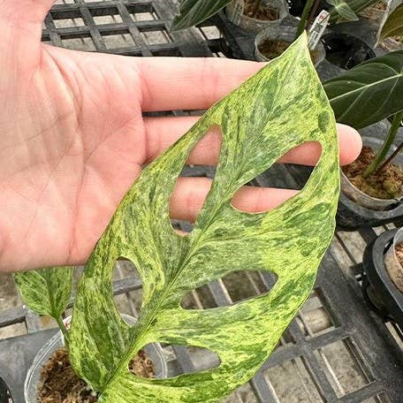 Monstera adansonii Variegated 'Mint'