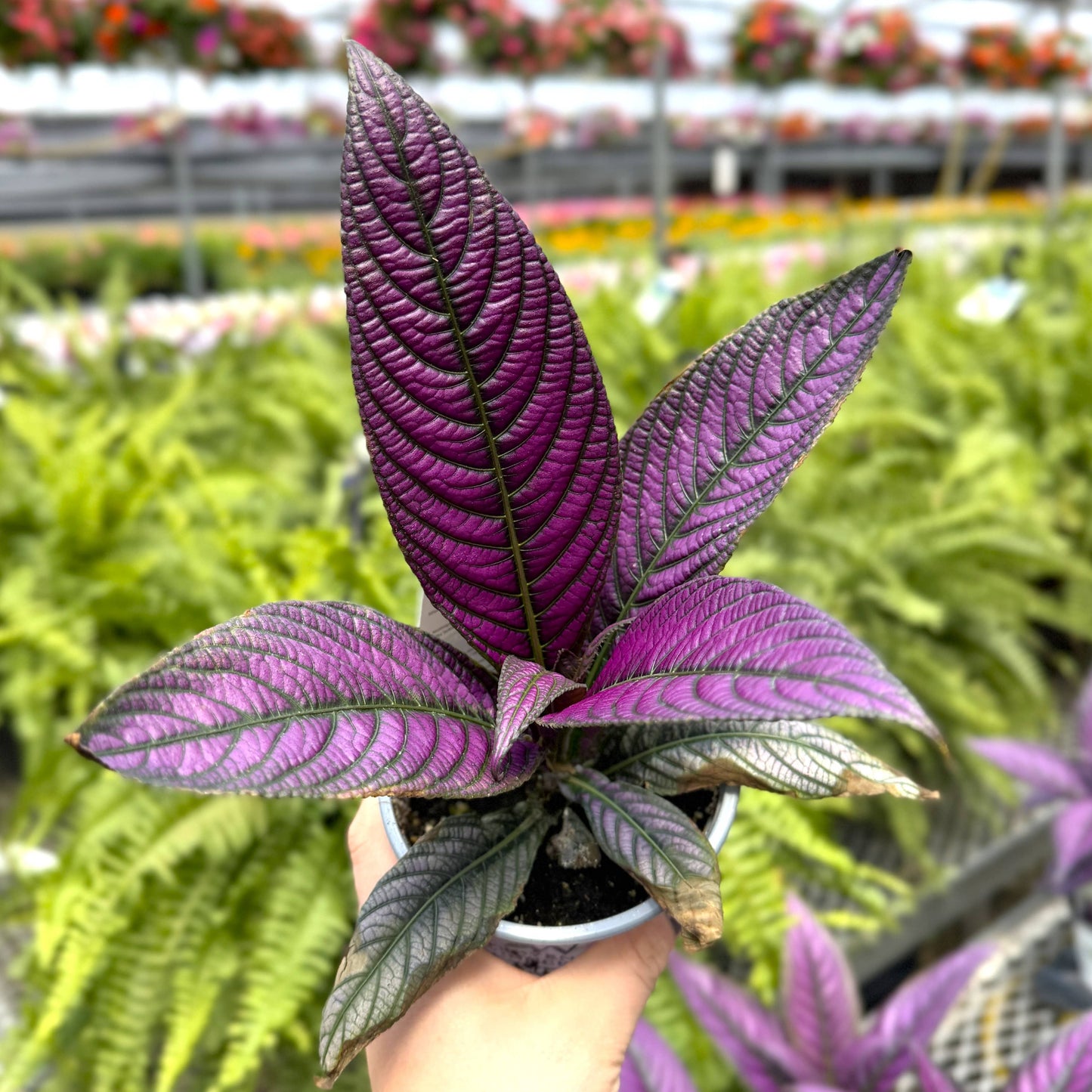Purple Persian Shield