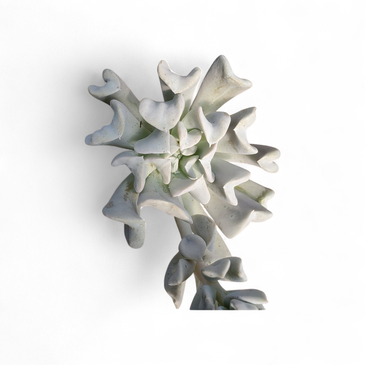 Topsy Turvy Echeveria in decorative pot