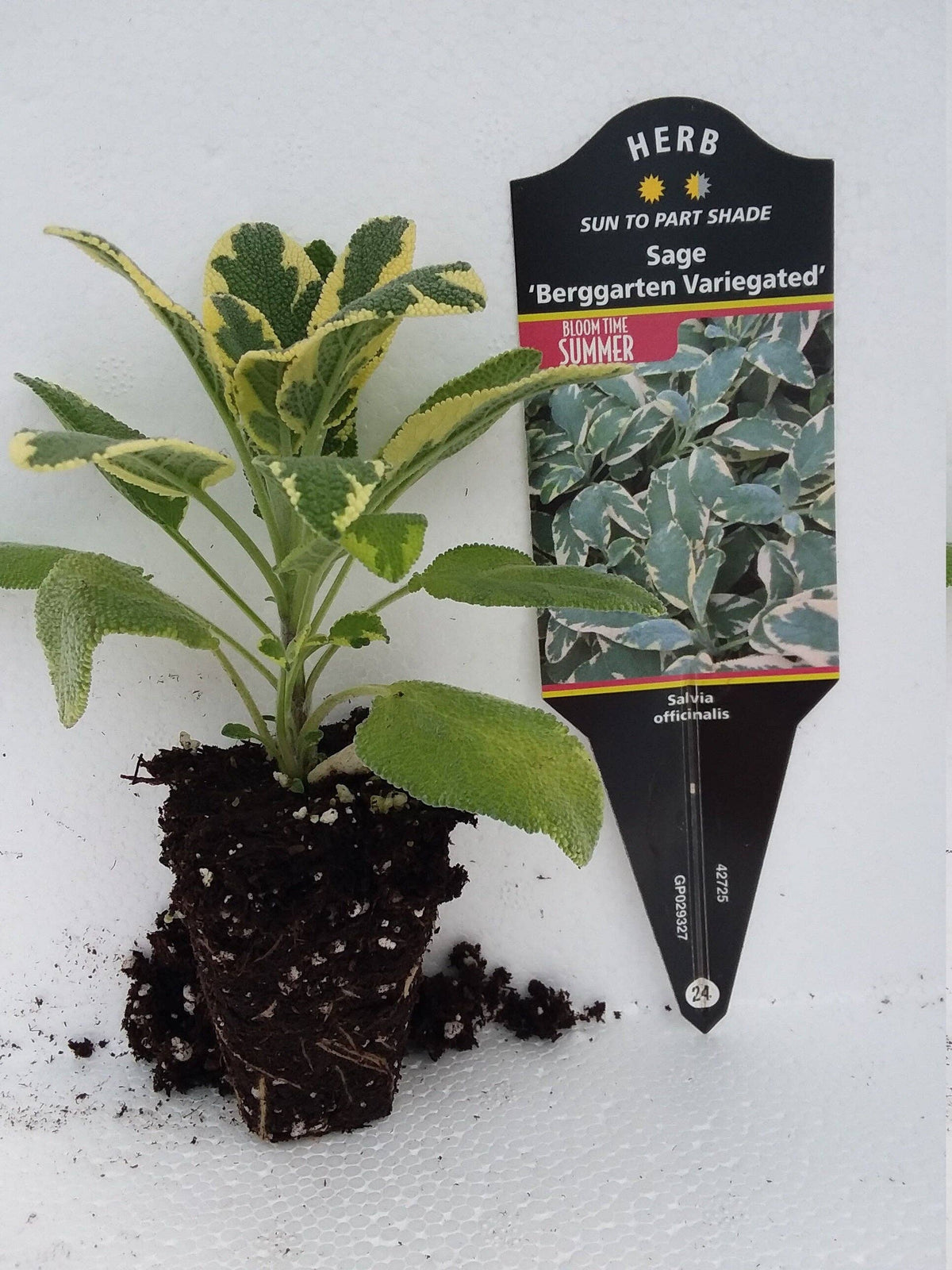 Sage Variegated Berggarten