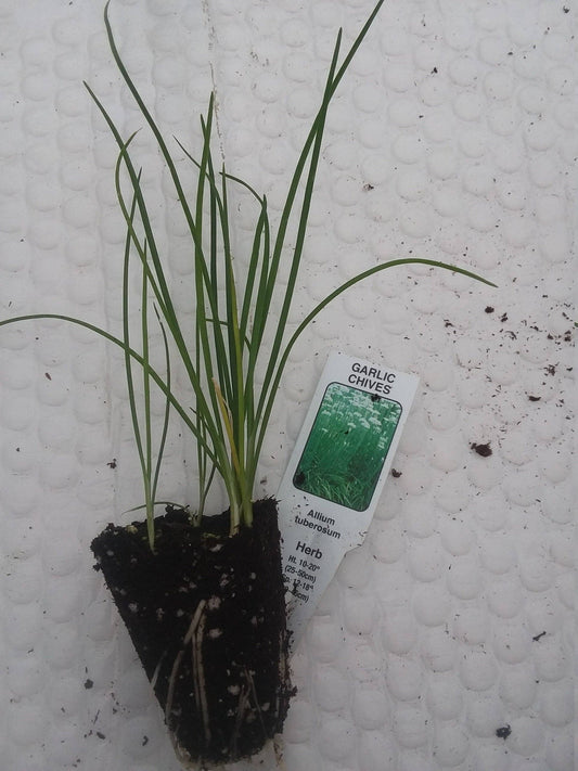 Garlic Chives