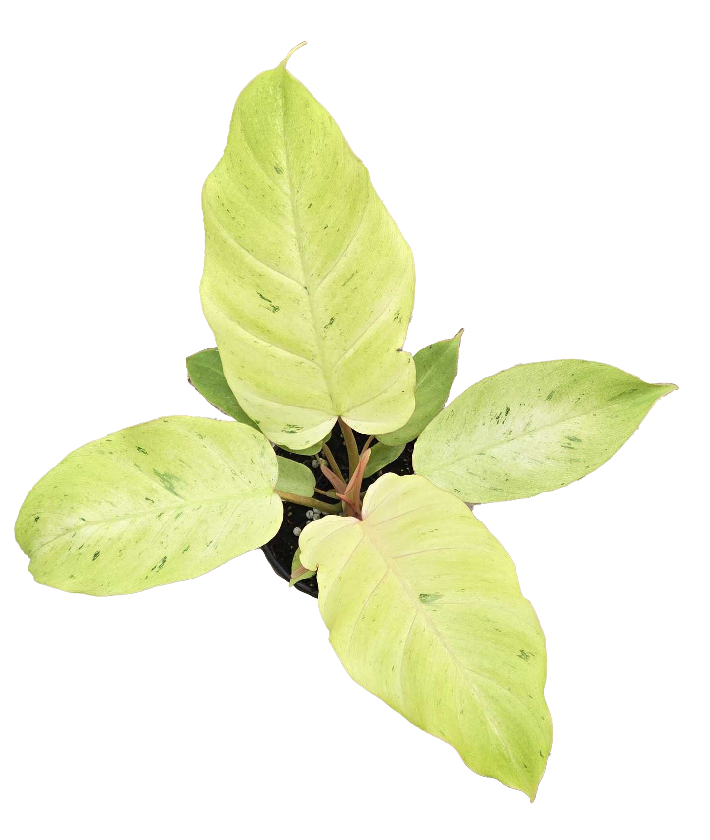 Philodendron Snowdrift