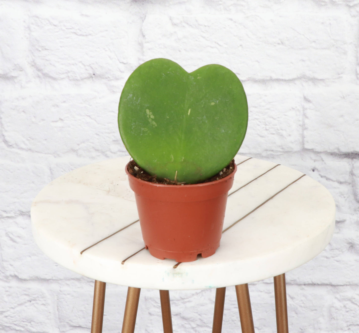 Hoya Kerrii - Sweetheart Plant