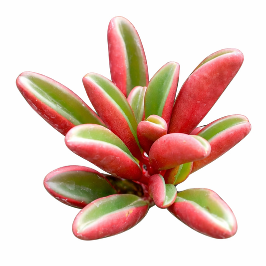 Peperomia graveolens Ruby Glow