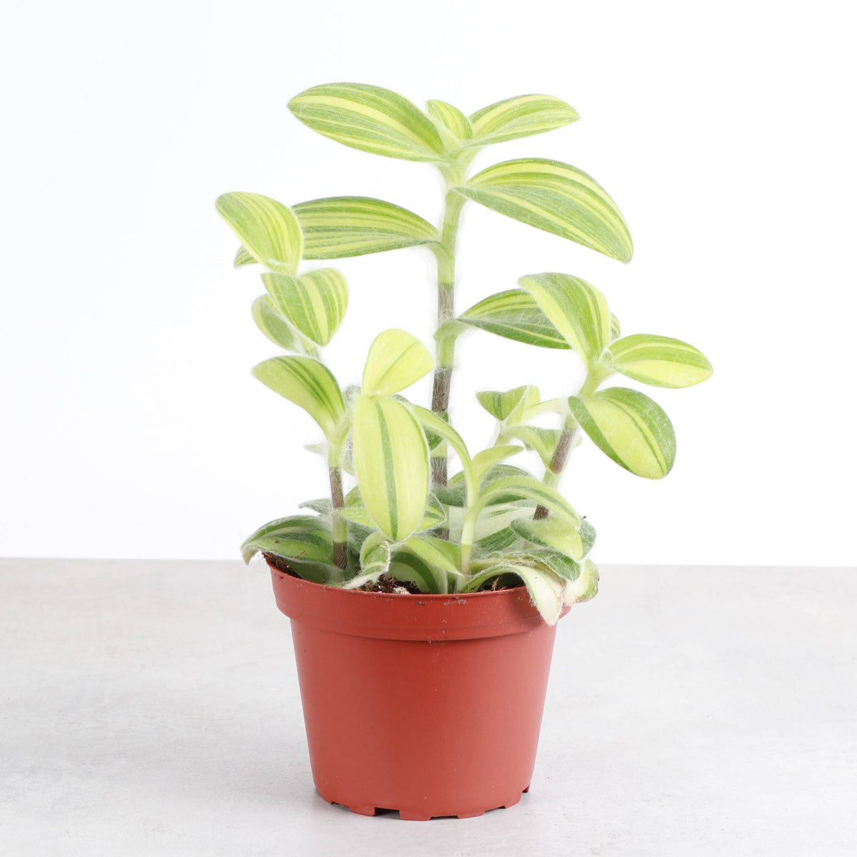 Tradescantia Fuzzy Velvet Stripe