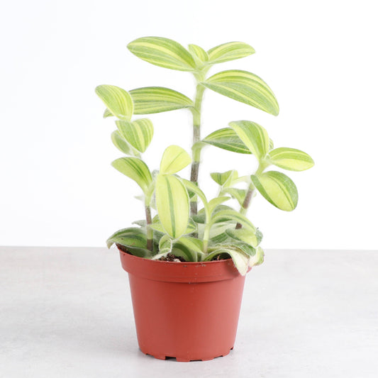 Tradescantia Fuzzy Velvet Stripe