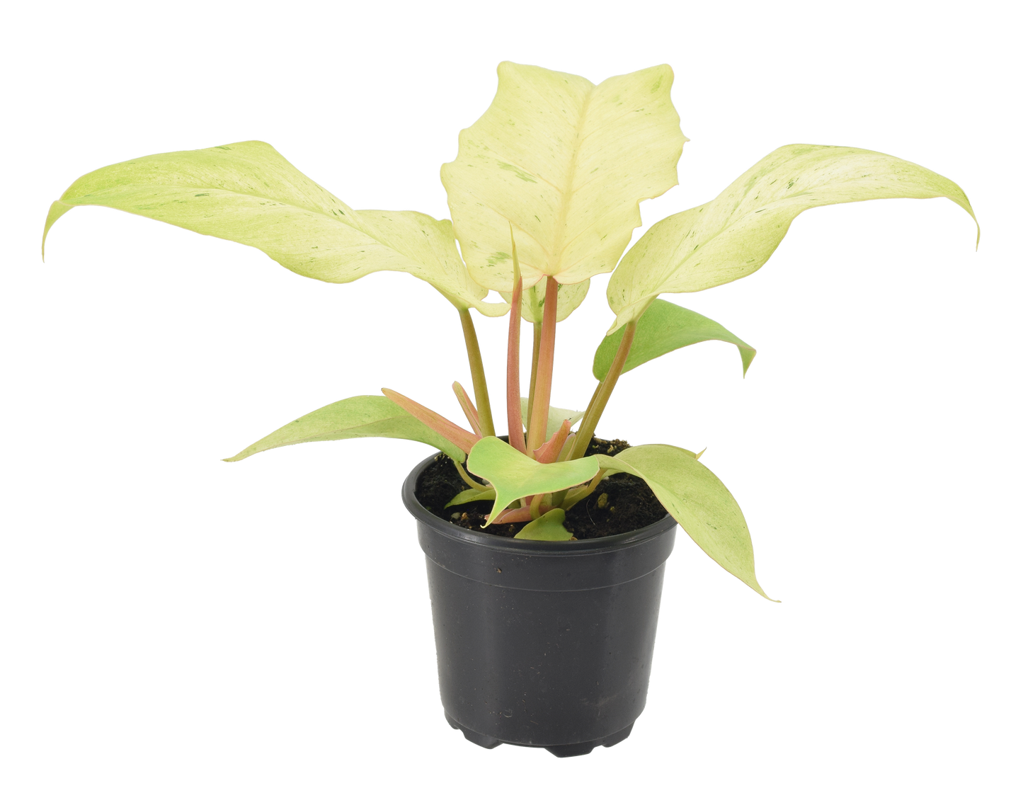 Philodendron Snowdrift