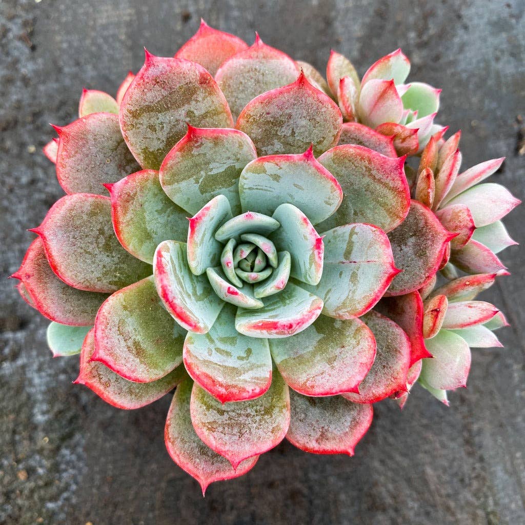 Echeveria laulensis