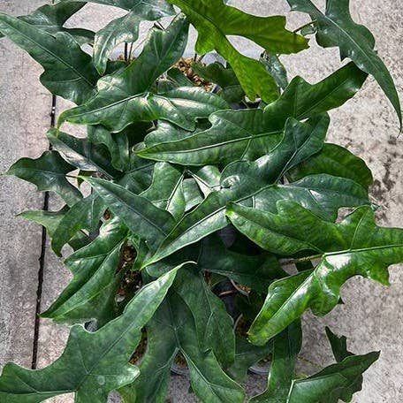 Alocasia nycteris batwing