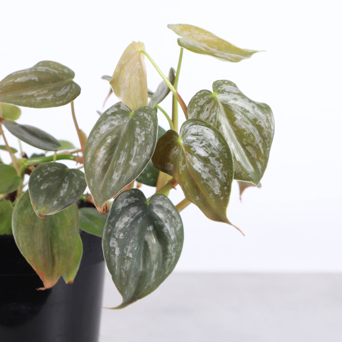 Philodendron Brandtianum