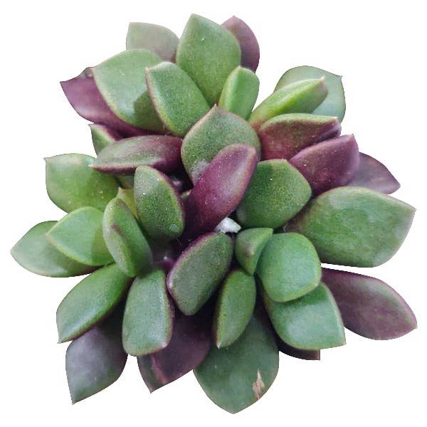 Anacampseros telephiastrum f. variegatum 'Sunrise'
