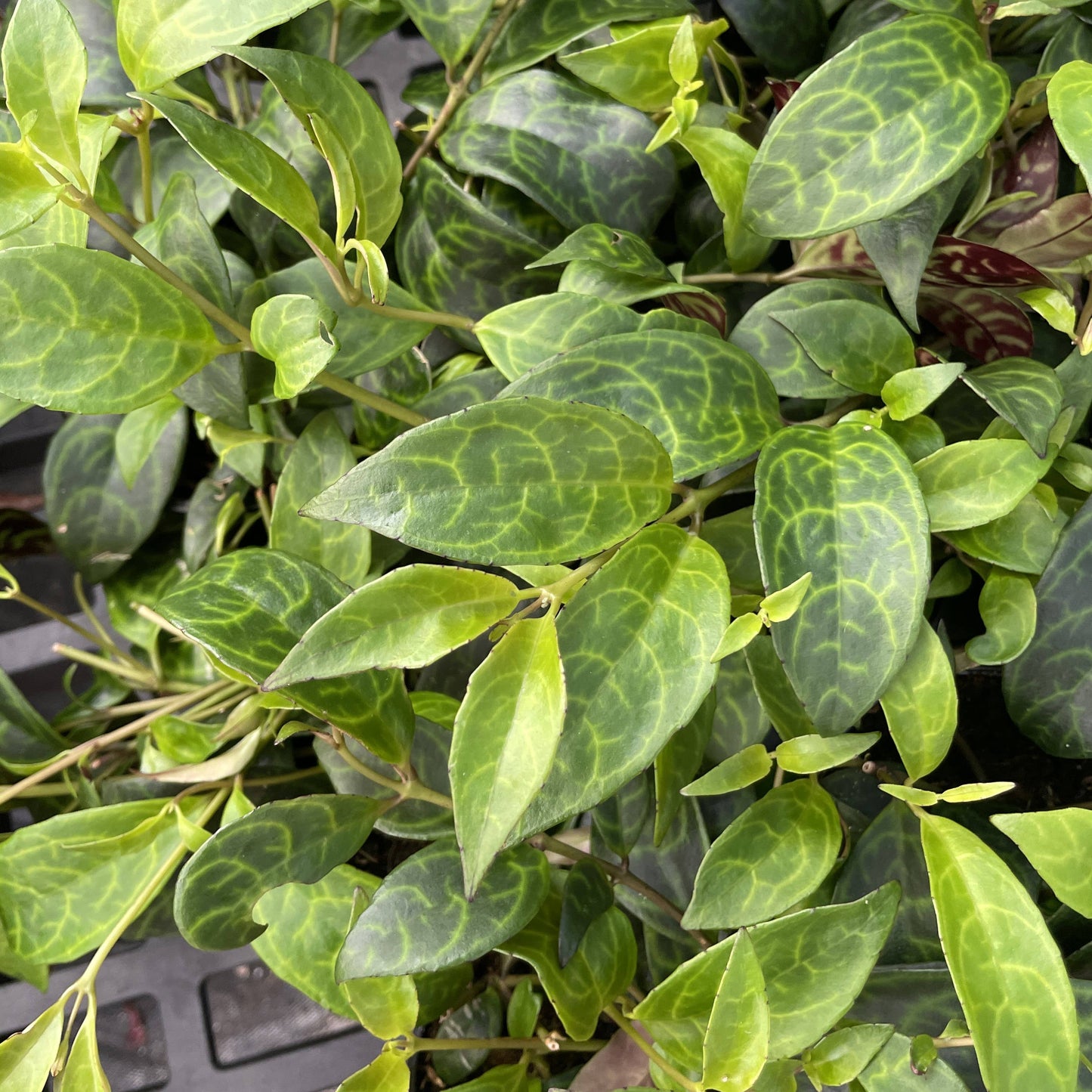 Lipstick 'Black Pagoda' Plant
