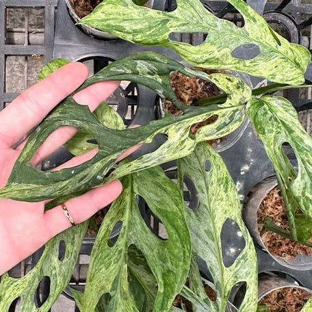 Monstera adansonii Variegated 'Mint'