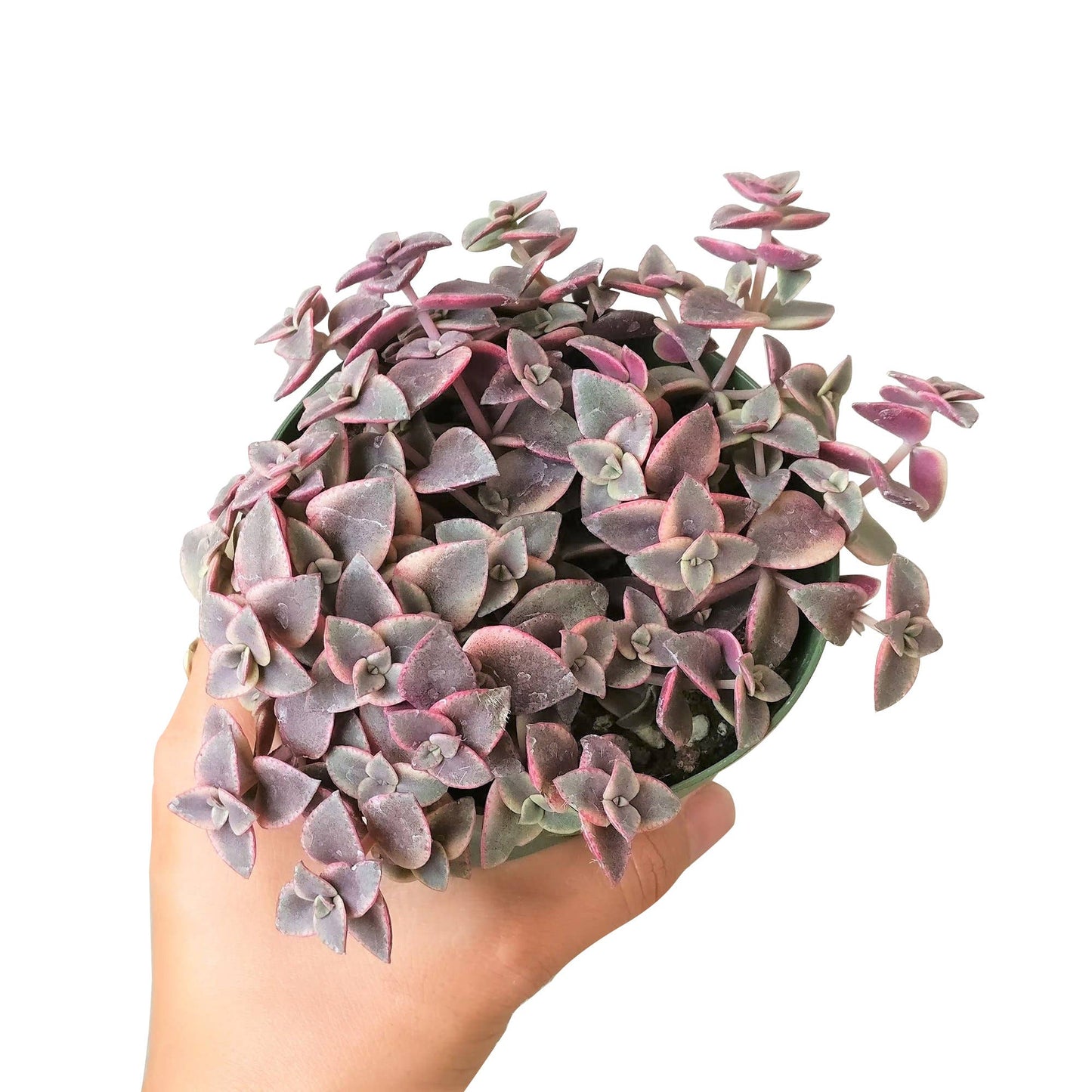 Calico Kitten Crassula pellucida f. variegata