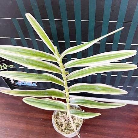 Arachnis Maggie Oei (variegata) variegated