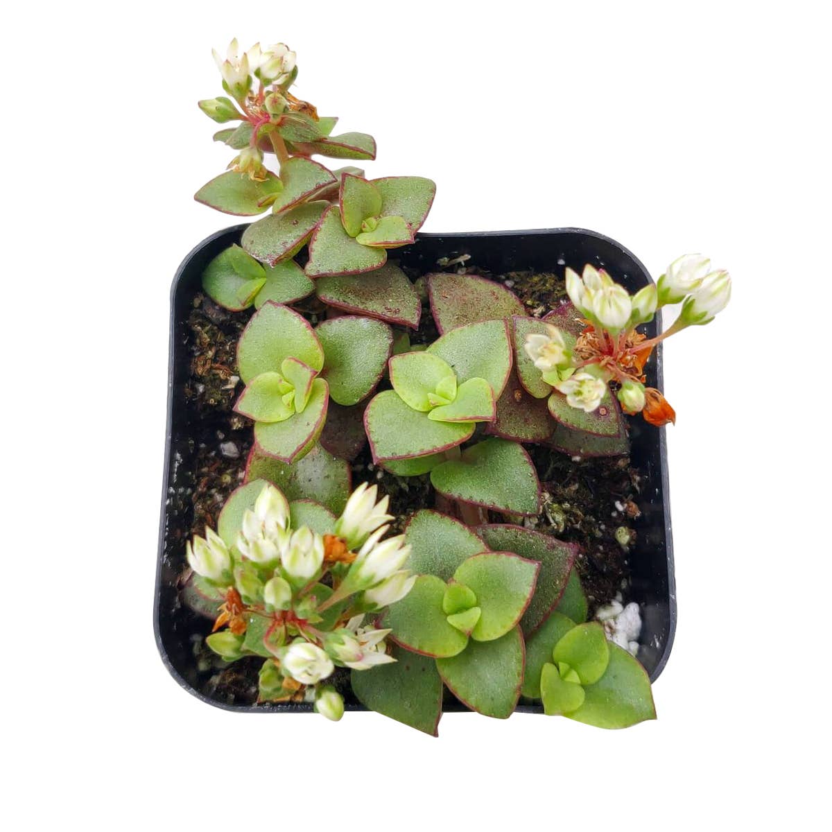 Calico Kitten Crassula pellucida f. variegata