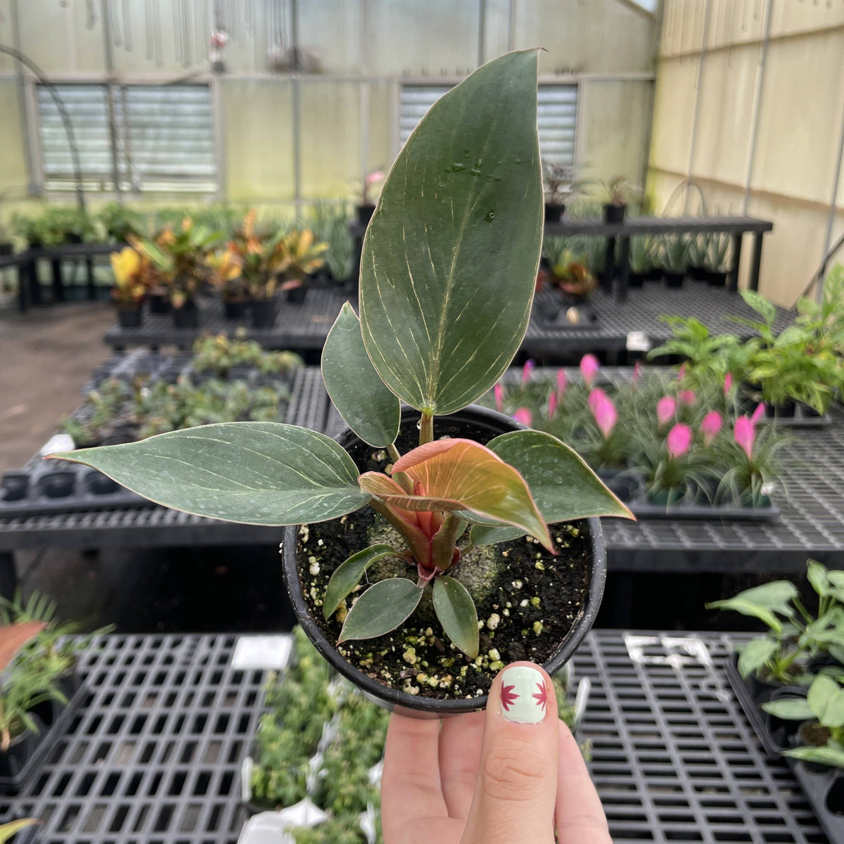 Pink Philodendron Birkin