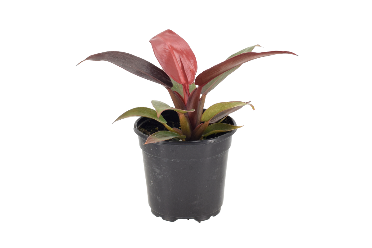 Philodendron Red Sun