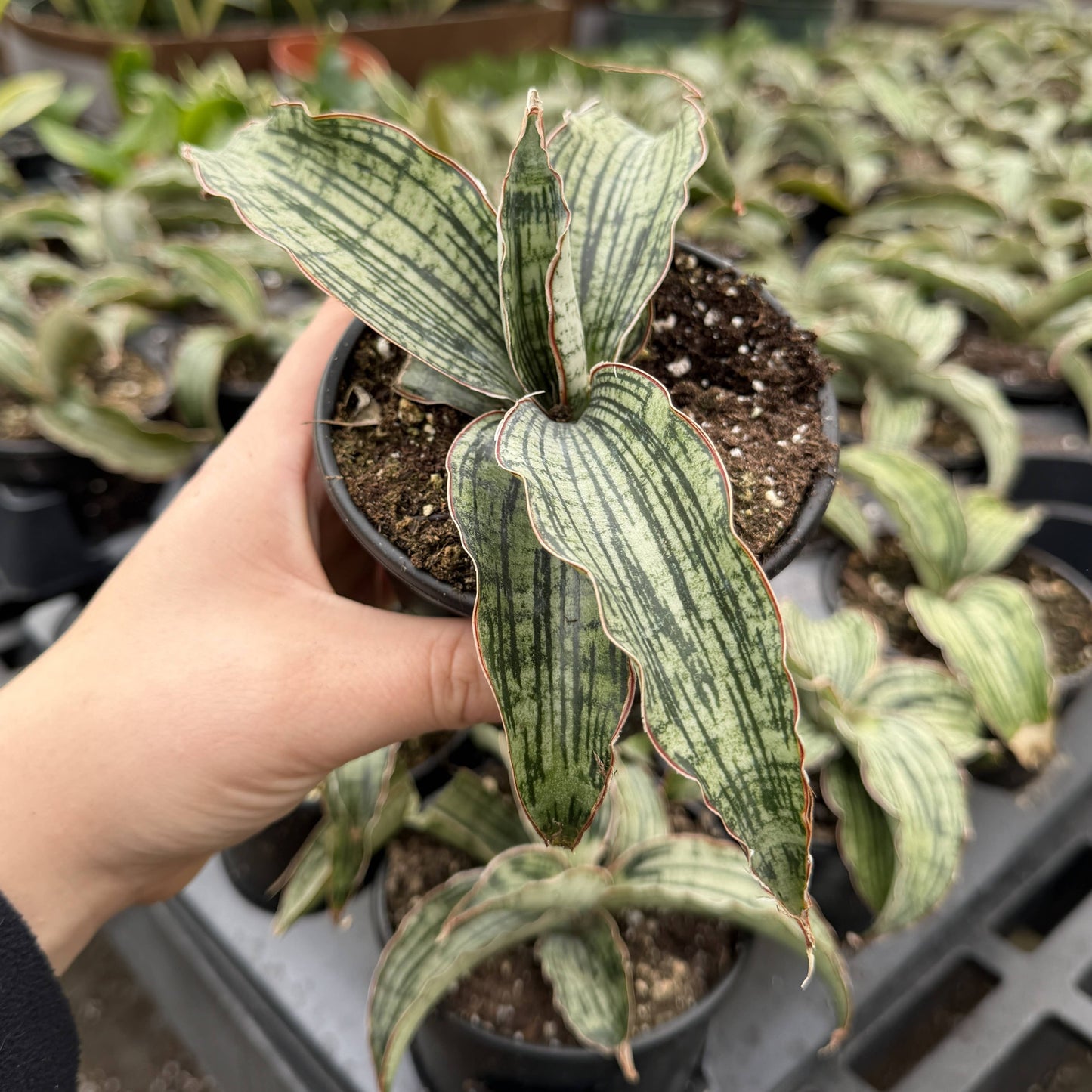 Cleopatra Snake Plant