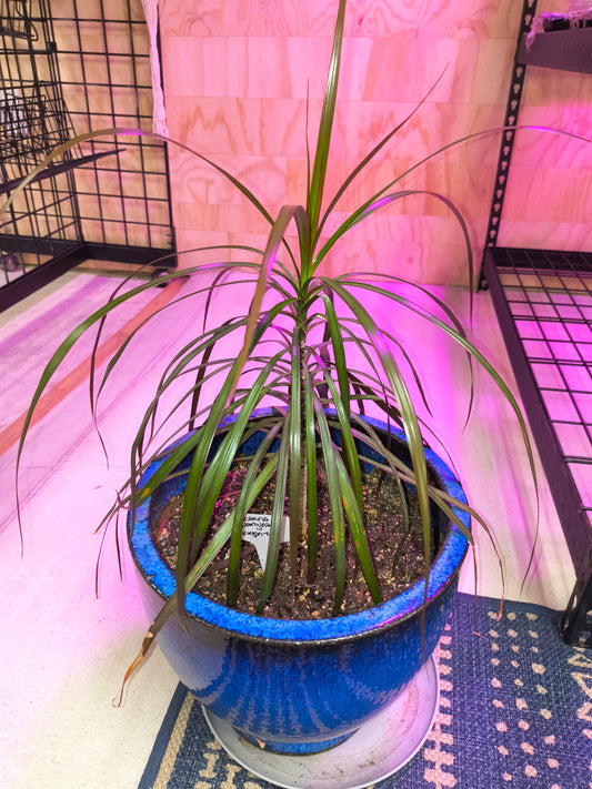 dragon tree
